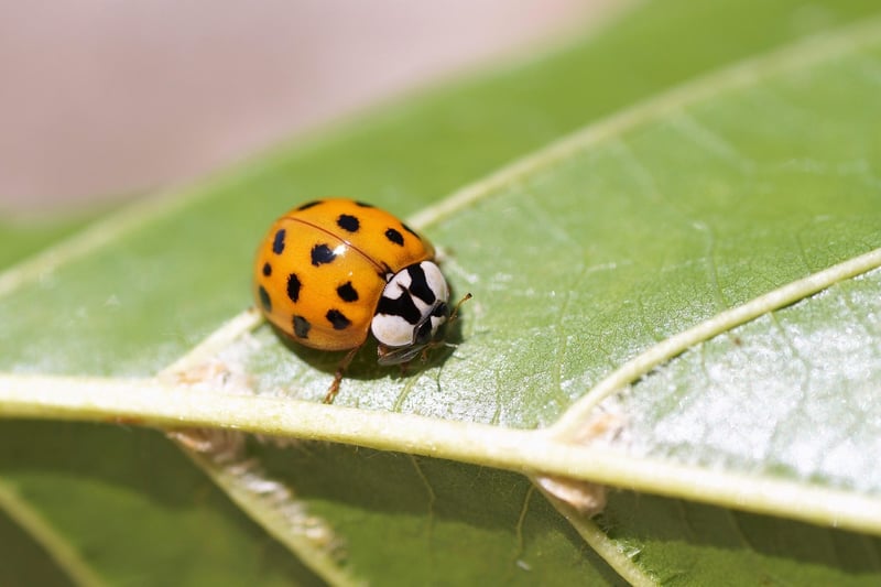 Beneficial insects