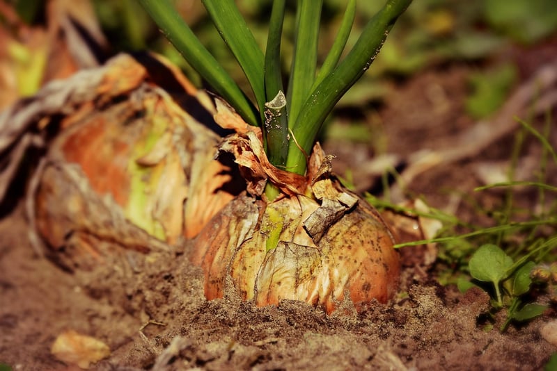 Organic cultivation