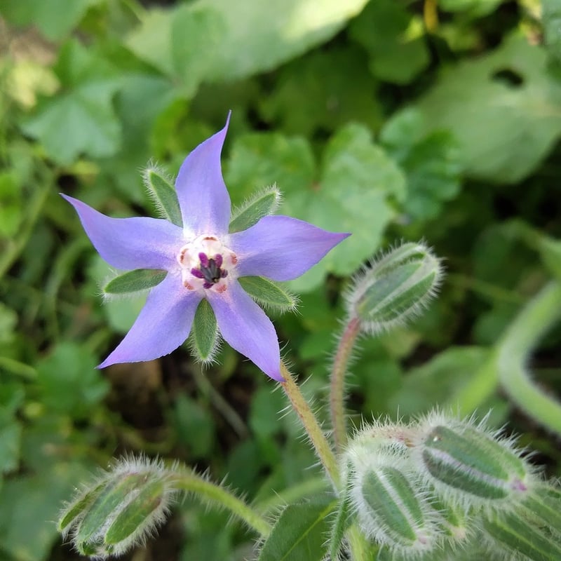 Permaculture methods