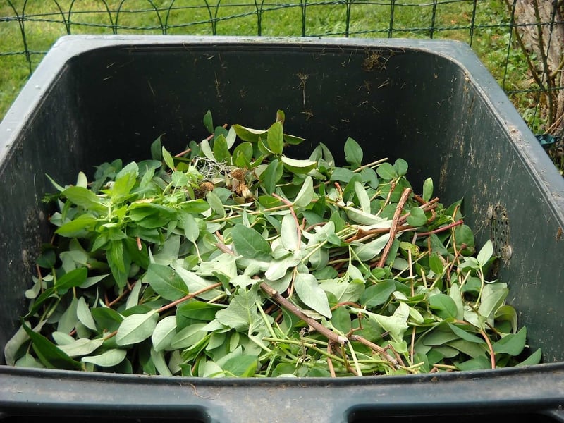 Worm composting basics