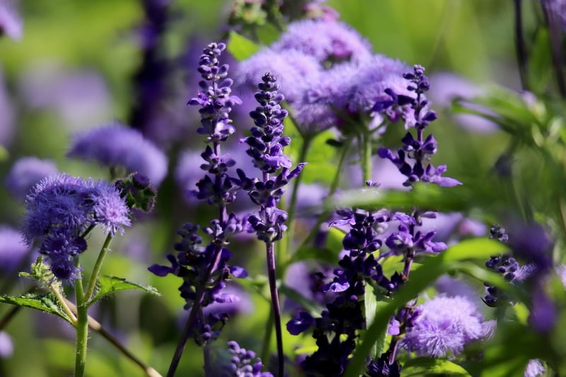 Coastal Sage Scrub