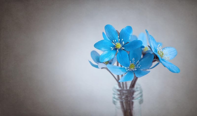 Native Wildflowers