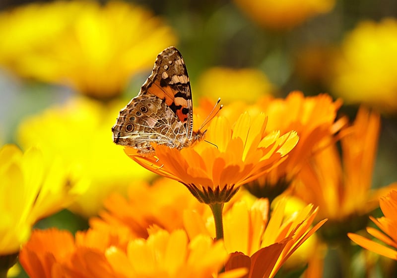 Marigolds