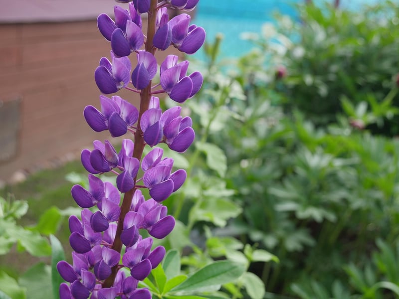 Wild Lupine